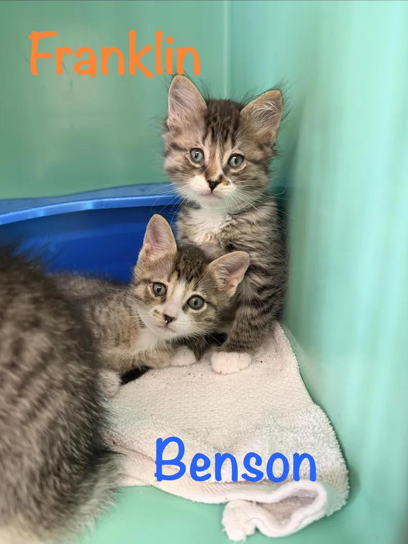 Benson