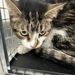 An adult medium-sized male Brown / Chocolate Domestic Short Hair cat named Georgie for adoption in Henderson, NV