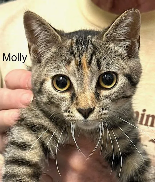 A baby medium-sized female Tabby (Brown / Chocolate) Domestic Short Hair cat named Molly for adoption in Annapolis, MD