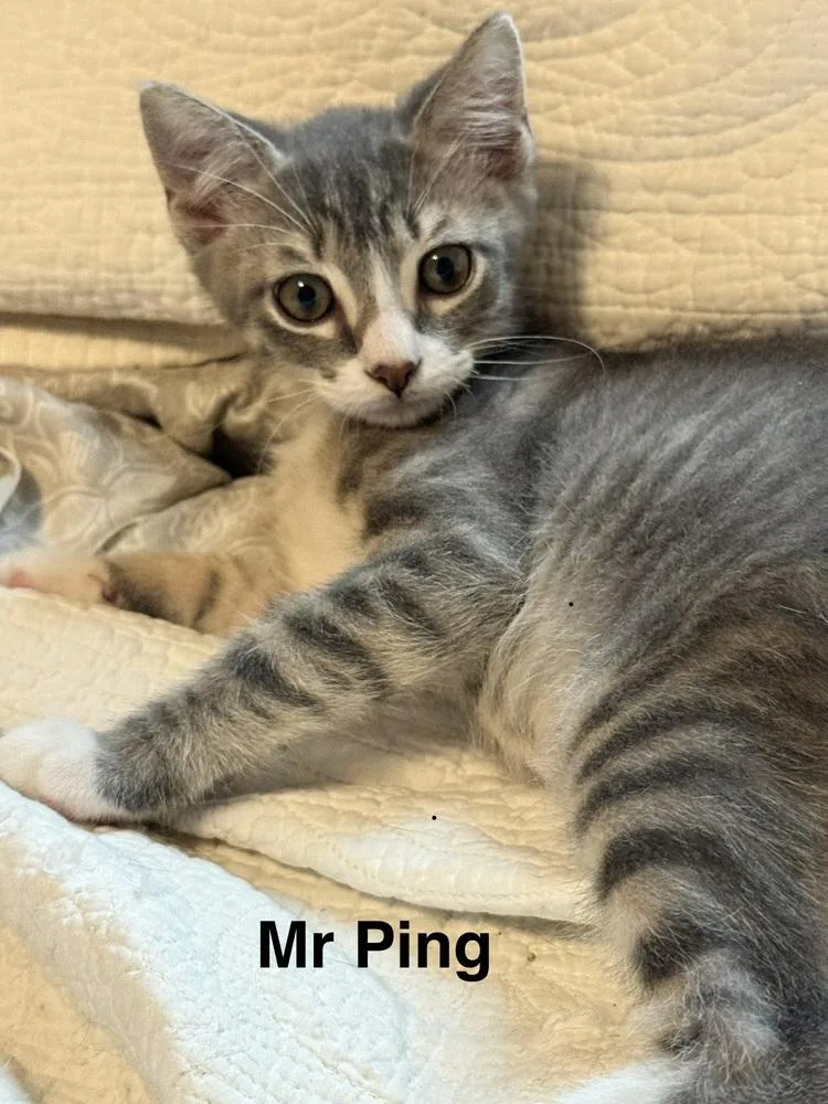 Mr Ping