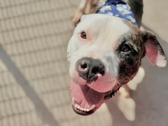 An adult large-sized male Pit Bull Terrier dog named Ziggy for adoption in Tulsa, OK