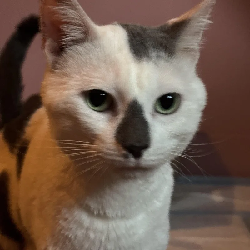 An adult medium-sized male White Domestic Short Hair cat named Earl Grey for adoption in Groveland, MA