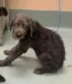 A young medium-sized male Poodle dog named Pinky for adoption in Portland, ME