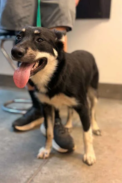 An adult medium-sized female Border Collie dog named Allie for adoption in Bowling Green, KY