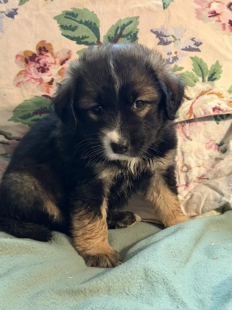A baby medium-sized male Tricolor (Brown, Black, & White) Labrador Retriever dog named Flint Wardell Pups for adoption in Horn Lake, MS