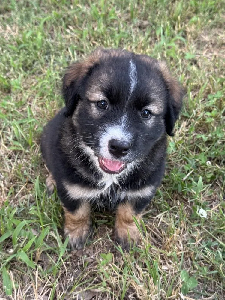 Flint  Wardell Pups thumbnail 2