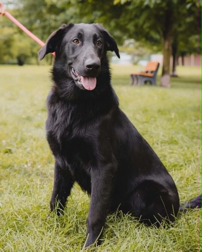 A young large-sized male Black Labrador Retriever dog named Max for adoption in Springfield, IL