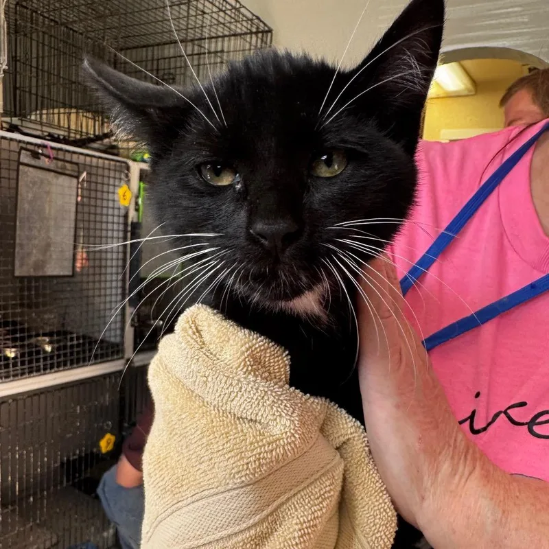 A baby small-sized male Domestic Short Hair cat named Sheldon for adoption in Carlin, NV