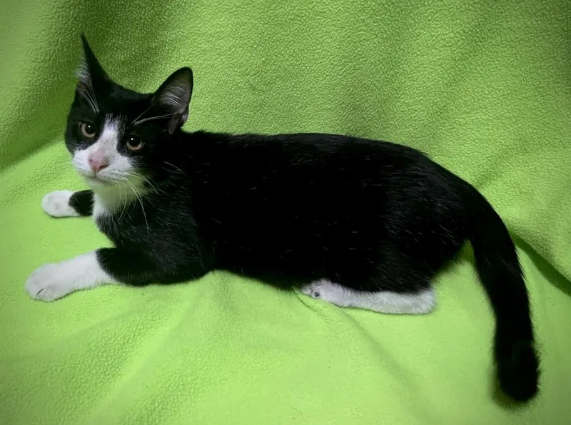 A baby medium-sized male Black & White / Tuxedo Domestic Short Hair cat named Raeve for adoption in tucson, AZ