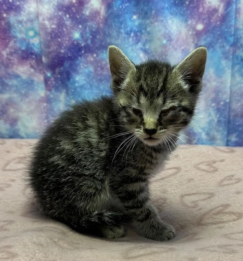 A baby small-sized male Domestic Short Hair cat named Mitchell for adoption in Washington Court House, OH