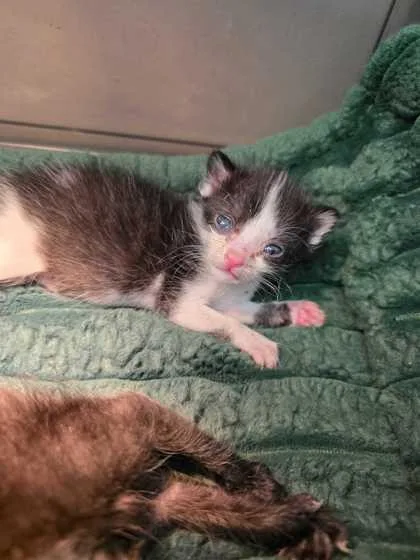 A baby small-sized female Domestic Short Hair cat named Magnolia for adoption in Sevierville, TN