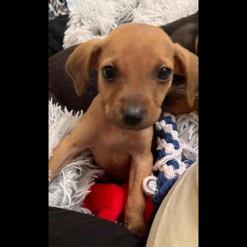 A baby small-sized male Brown / Chocolate Chihuahua dog named Bonoroo for adoption in Midlothian, VA