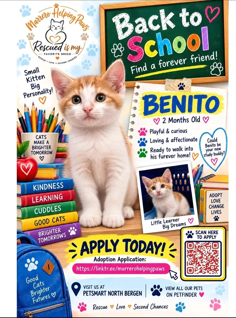A baby small-sized male Orange & White Domestic Short Hair cat named Benito for adoption in North Bergen, NJ