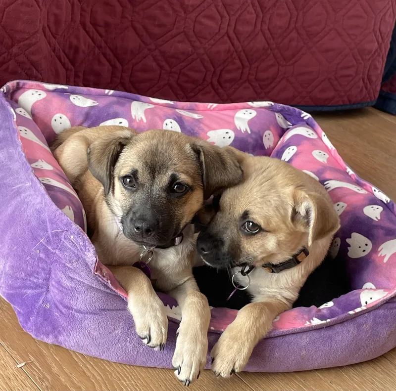 Genevieve thumbnail 2