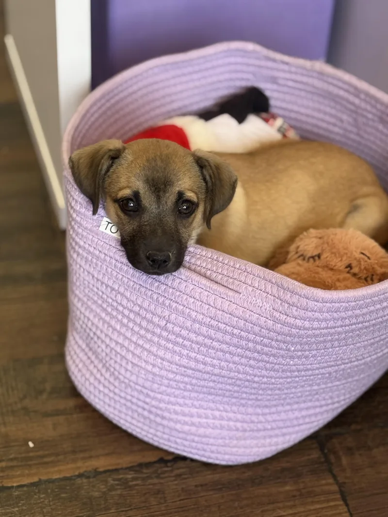 Genevieve thumbnail 3