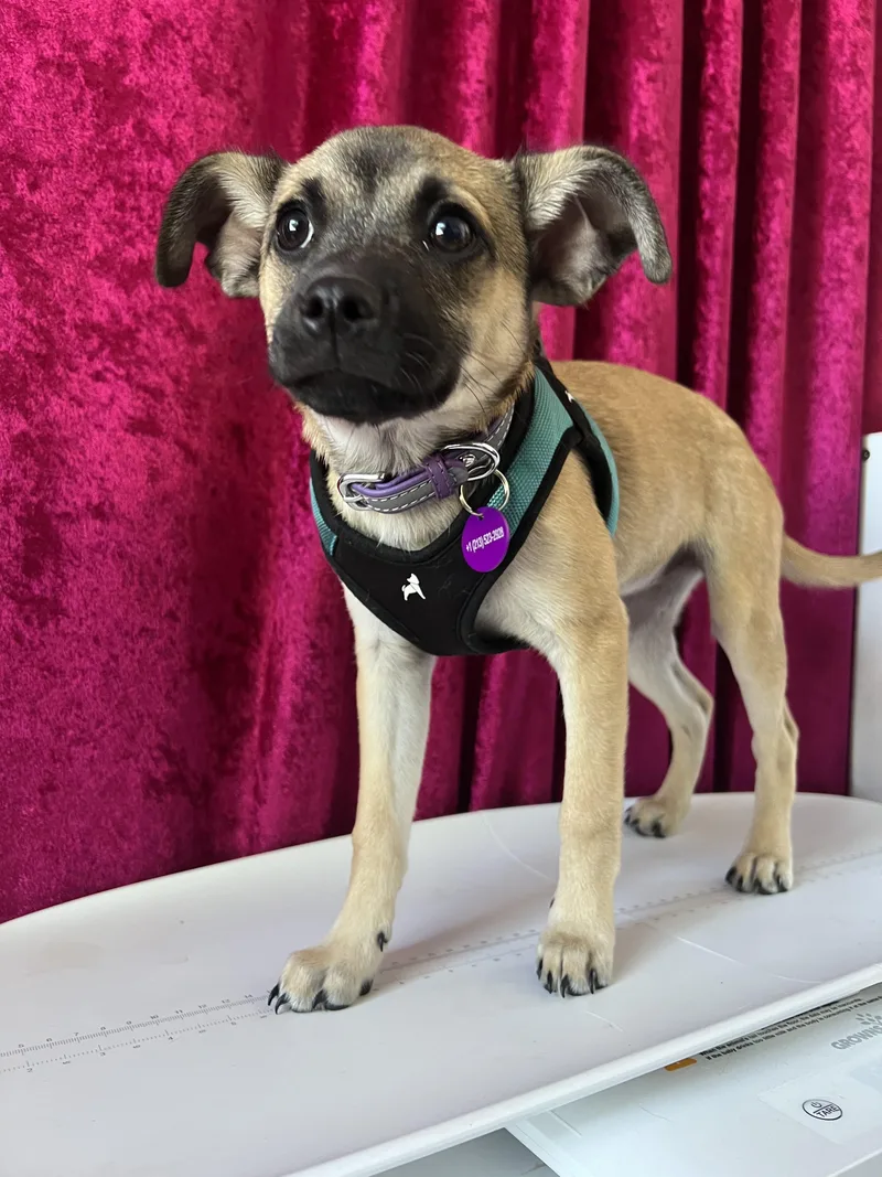 A baby small-sized female Apricot / Beige Cattle Dog dog named Genevieve for adoption in West Hollywood, CA