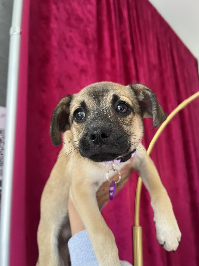 Genevieve thumbnail 6