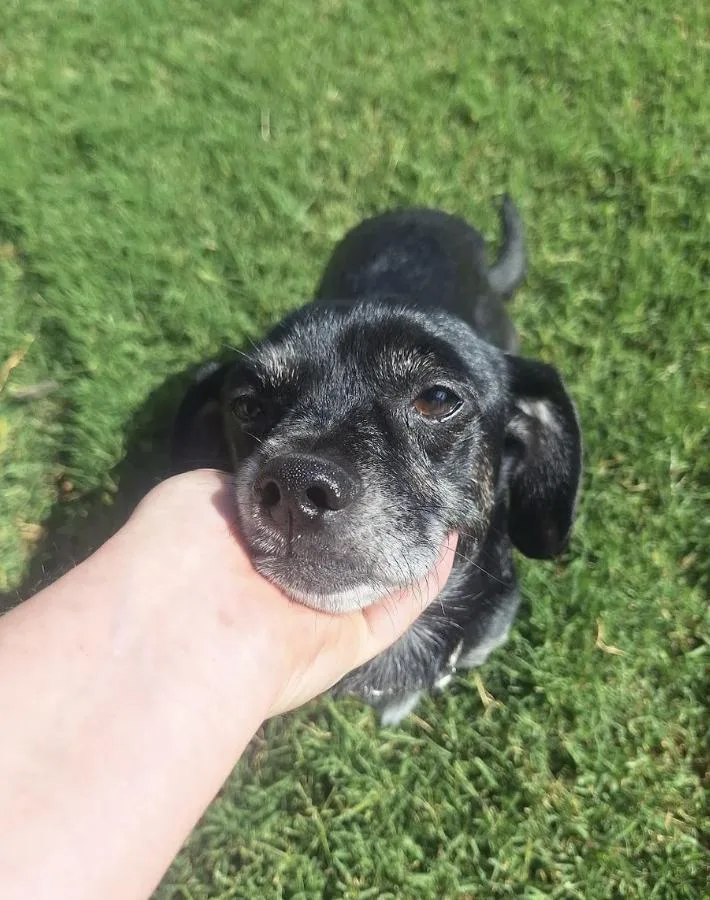 An adult small-sized male Black Terrier dog named Archie for adoption in Davis, CA