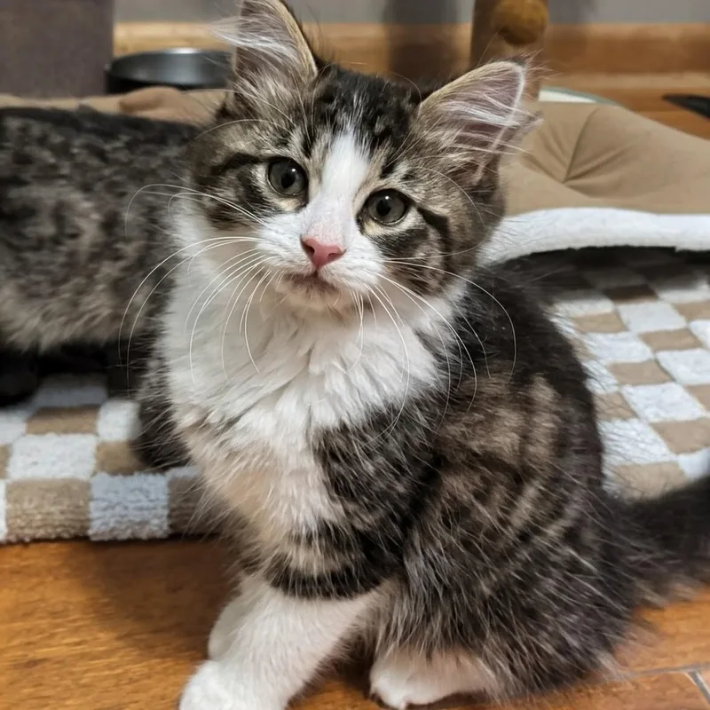 A baby medium-sized male Tabby (Buff / Tan / Fawn) Domestic Medium Hair cat named Conor Best Friends for adoption in West Jefferson, OH
