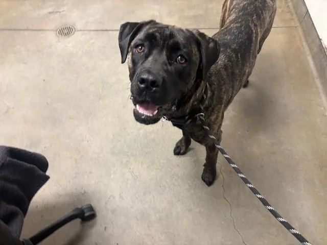 An adult medium-sized female Presa Canario dog named Woody for adoption in Van Nuys, CA