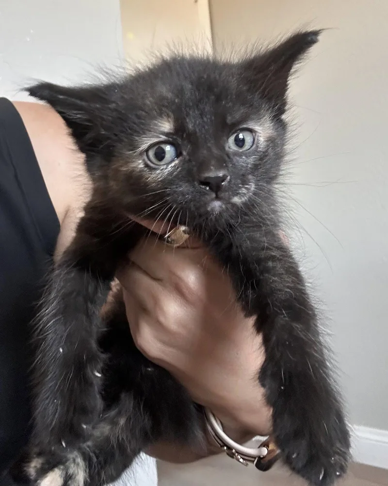 A baby medium-sized female Domestic Short Hair cat named Moonlight for adoption in Glendale, AZ