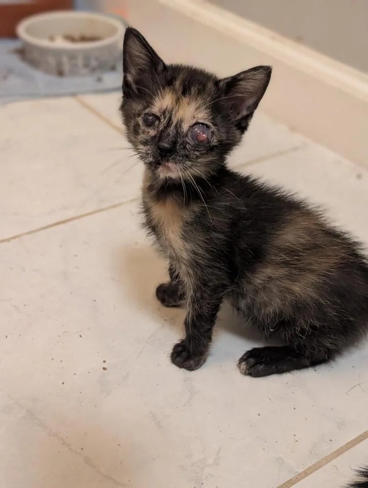 A baby small-sized female Domestic Short Hair cat named Abby Cadabby for adoption in Lake Wylie, SC