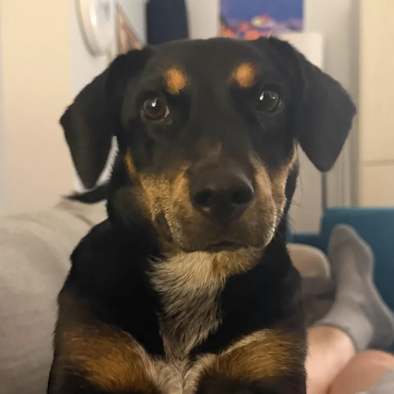 A young small-sized female Manchester Terrier dog named Mary Jane for adoption in Brooklyn, NY