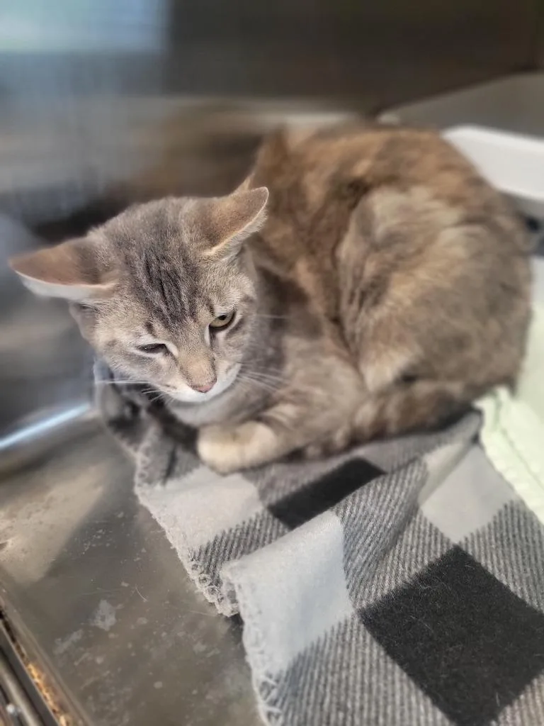 A young medium-sized female Domestic Short Hair cat named Kimchi for adoption in Ashland, WI