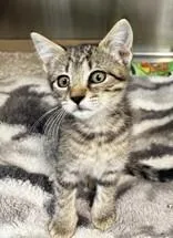 A baby medium-sized male Tabby (Brown / Chocolate) Domestic Short Hair cat named Alistair for adoption in Georgetown, SC