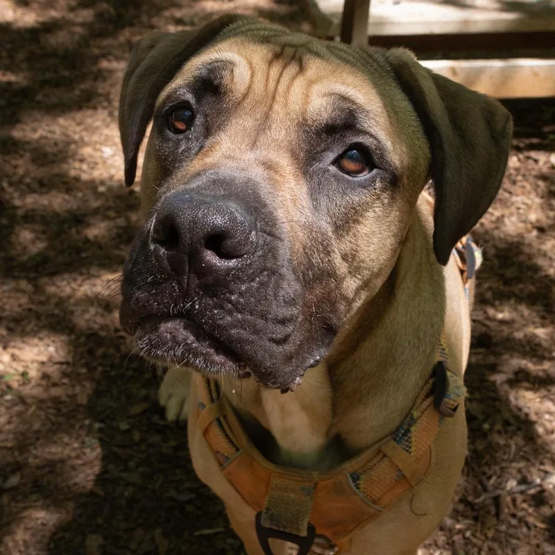 An adult large-sized female Yellow / Tan / Blond / Fawn Mixed Breed dog named Rhea for adoption in Decatur, GA