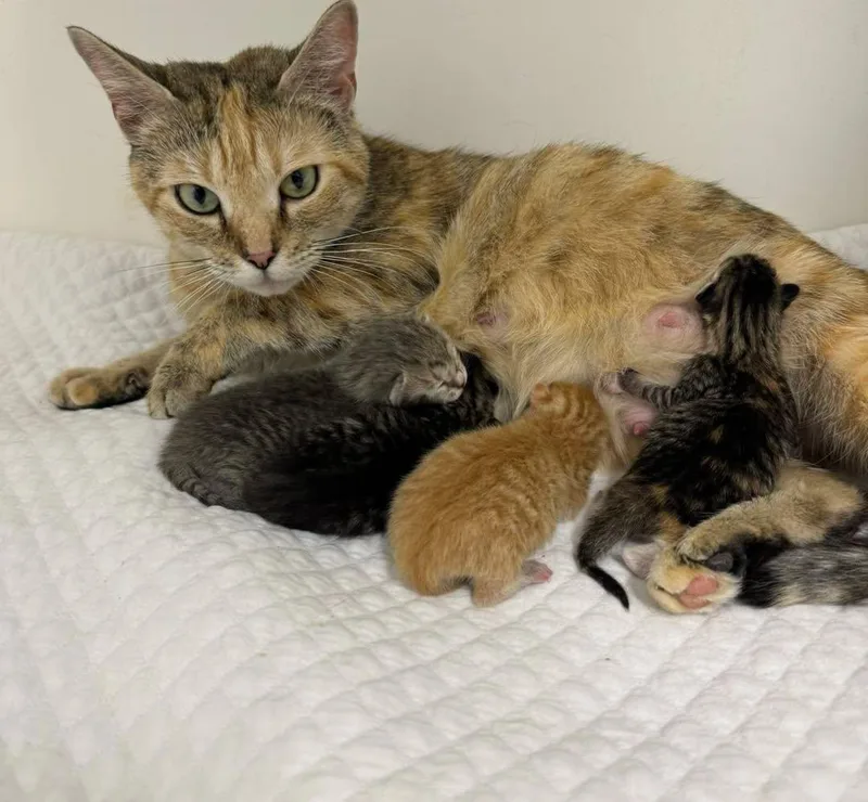 An adult medium-sized female Calico cat named Trixie for adoption in Bloomfield, NJ