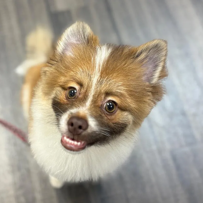 A young small-sized male Brown / Chocolate Pomeranian dog named Jojo for adoption in Sarasota, FL