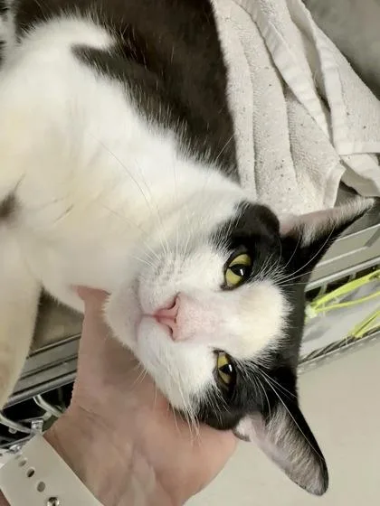 A young medium-sized male Domestic Short Hair cat named Malcolm for adoption in Athens, GA