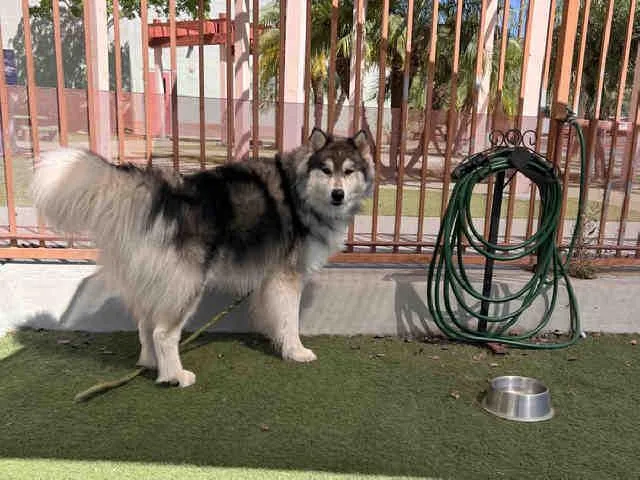 A young medium-sized male Siberian Husky dog named Vladimir for adoption in Carlsbad, CA