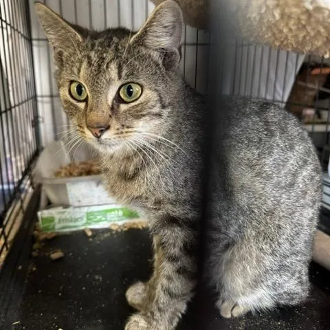 An adult small-sized male Brown / Chocolate Domestic Short Hair cat named Goose for adoption in Abingdon, MD