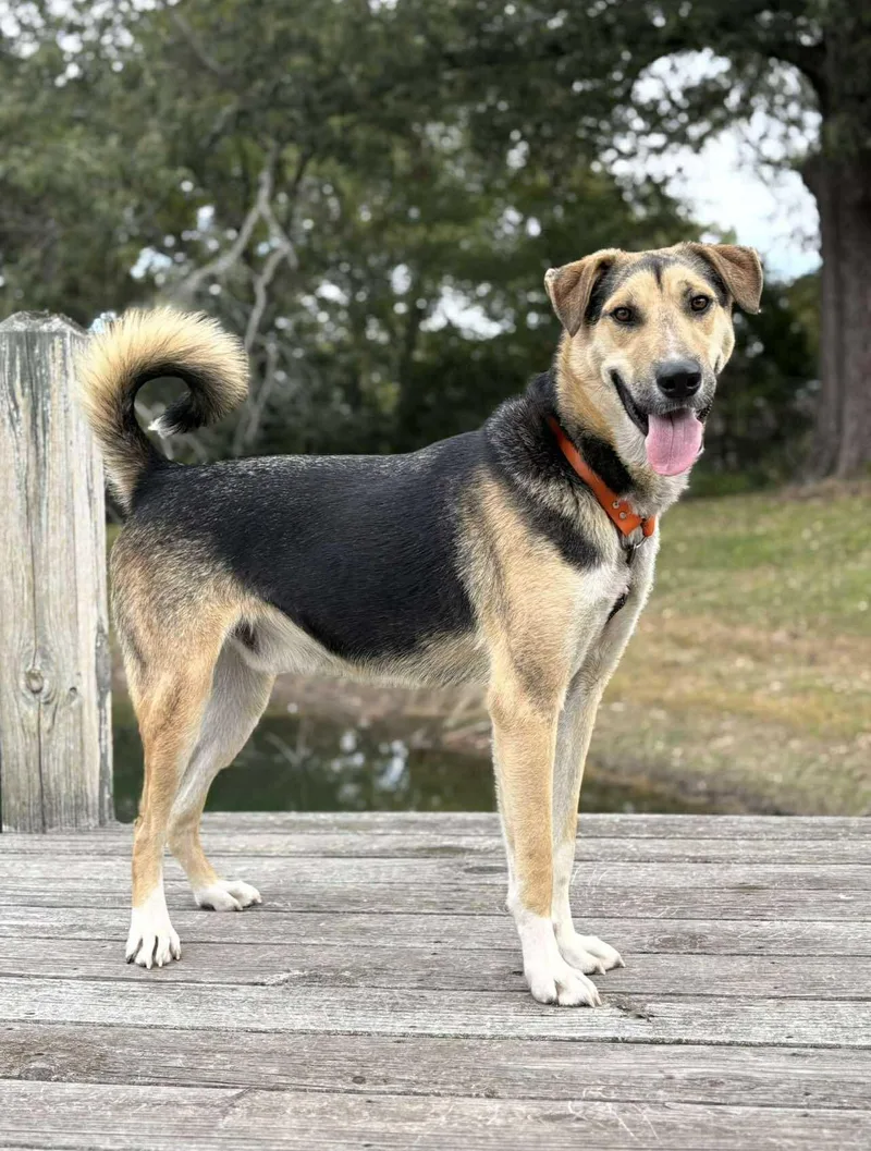 An adult large-sized male Mixed Breed dog named Timber for adoption in Northwood, NH
