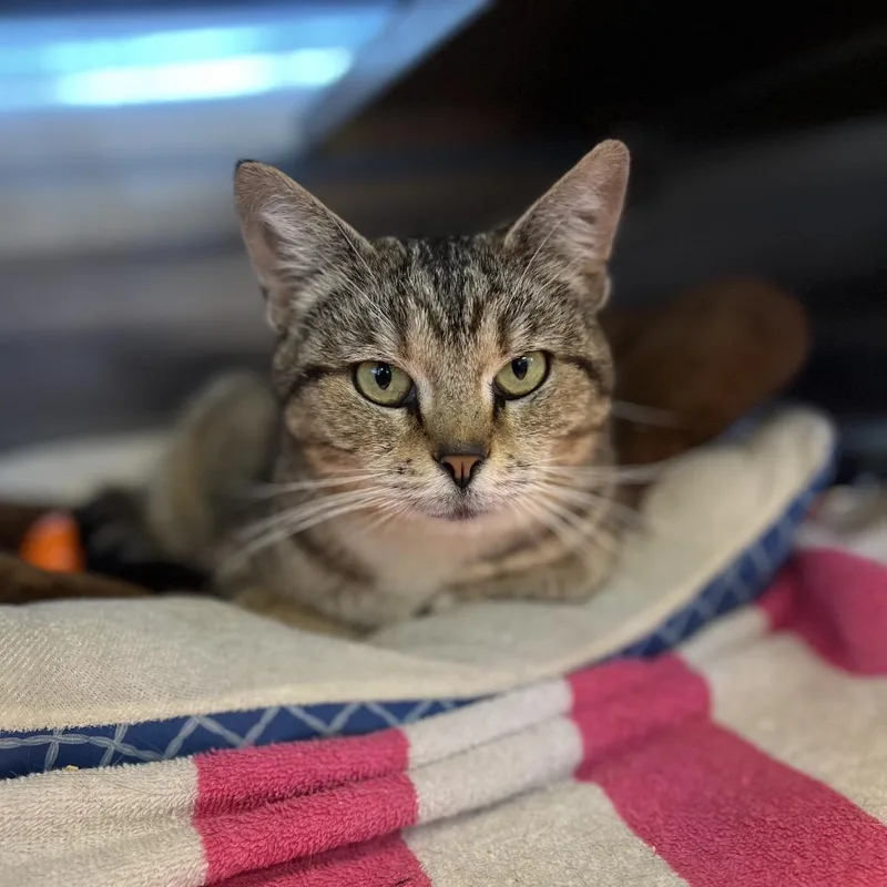 A young medium-sized female Brown / Chocolate Domestic Short Hair cat named Alma for adoption in Bristol, IN