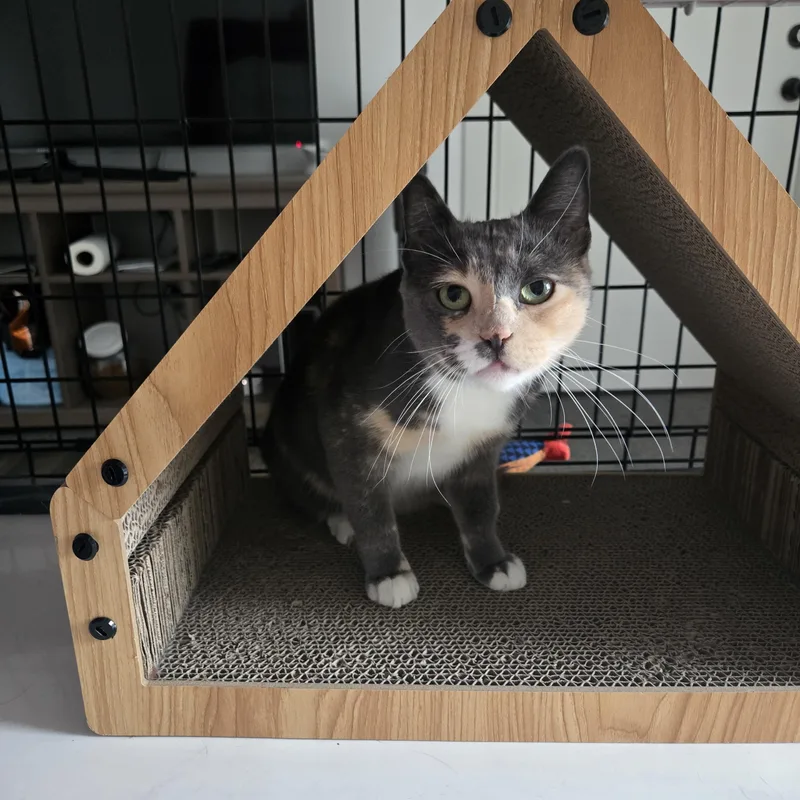 A young medium-sized female Dilute Calico Domestic Short Hair cat named Mimi for adoption in Orange, CA