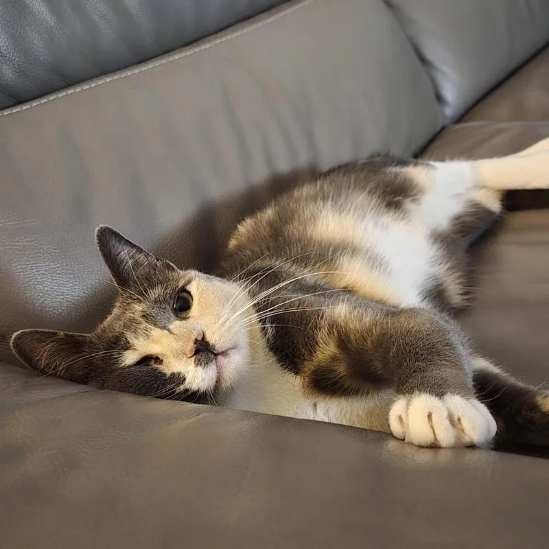 Mimi thumbnail 2