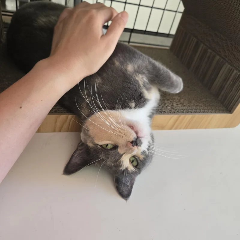 Mimi thumbnail 3
