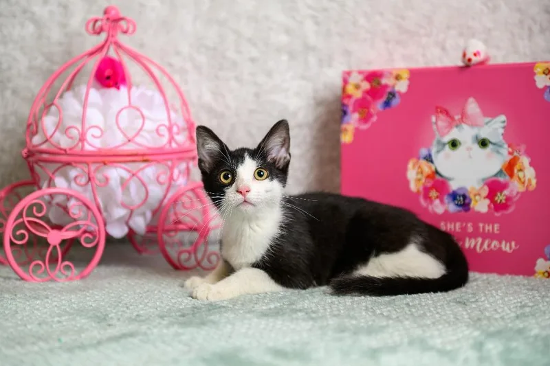 A baby small-sized female Domestic Short Hair cat named Sandy for adoption in Roanoke, TX
