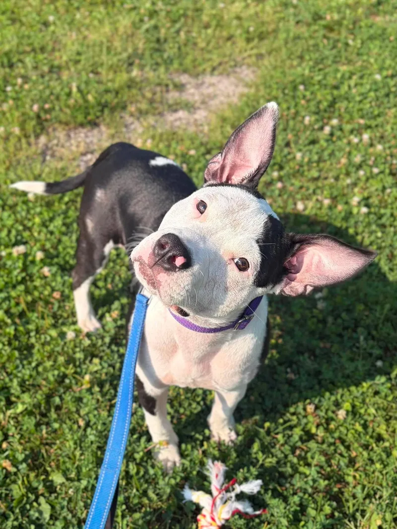 A young large-sized female Pit Bull Terrier dog named Josie for adoption in Valparaiso, IN