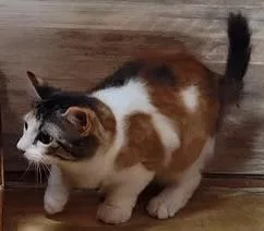 A baby small-sized female Calico Domestic Medium Hair cat named Bunny Kuykendahl Petsmart for adoption in Spring, TX