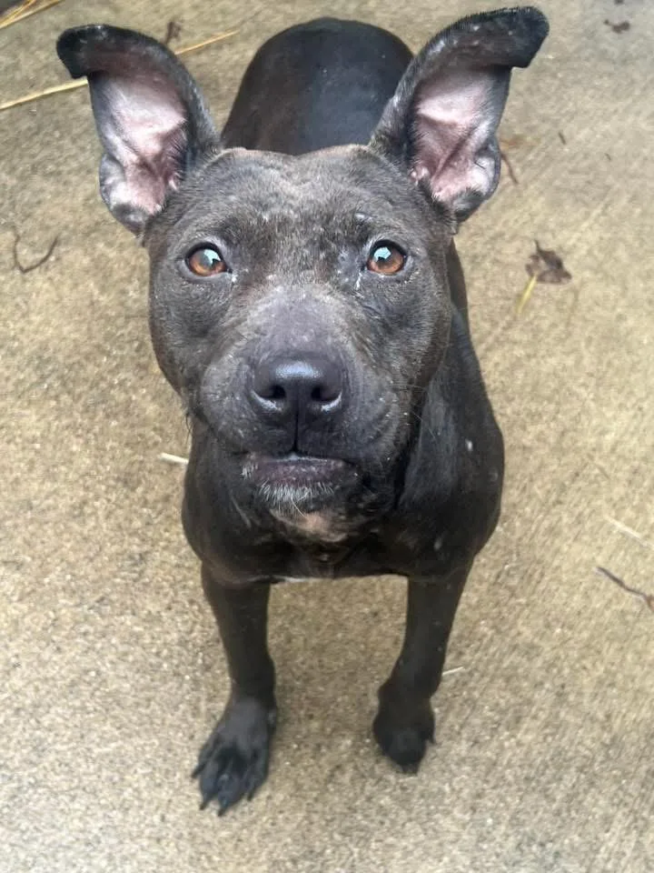 An adult medium-sized female Black Pit Bull Terrier dog named Feisty for adoption in Chicago, IL
