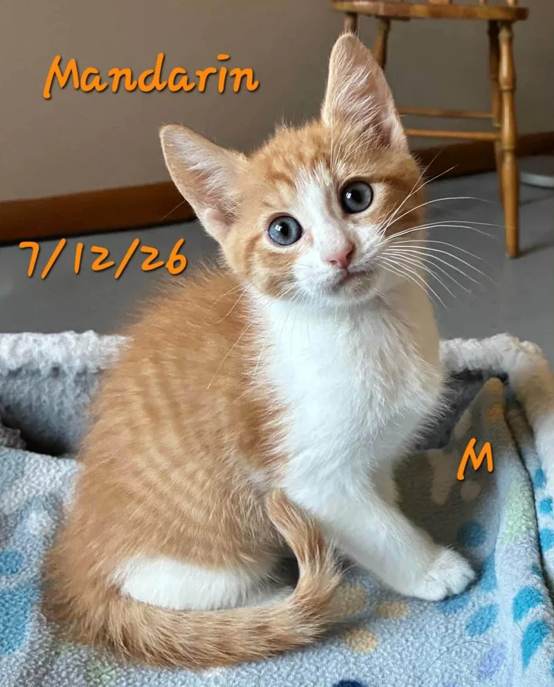A young medium-sized female Domestic Short Hair cat named Mandarin for adoption in Gouverneur, NY