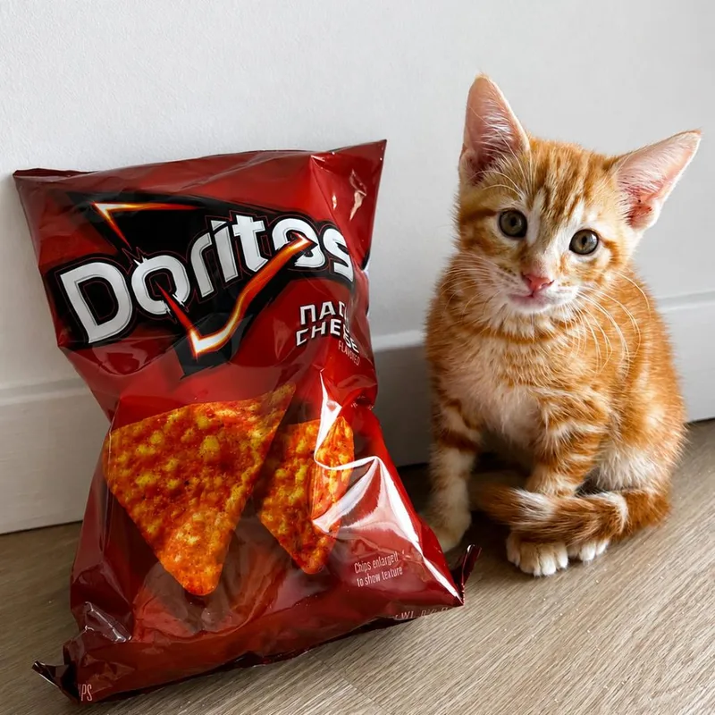 Dorito