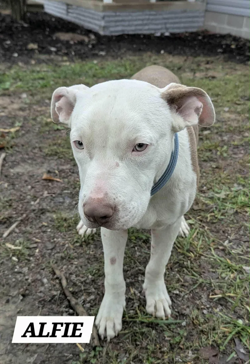 An adult medium-sized male Brown / Chocolate Pit Bull Terrier dog named Alfie for adoption in Watertown, CT