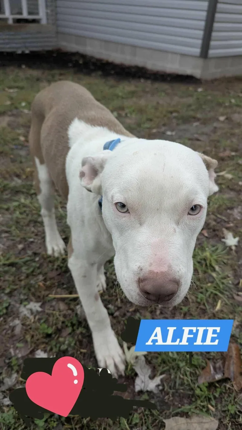 Alfie thumbnail 2