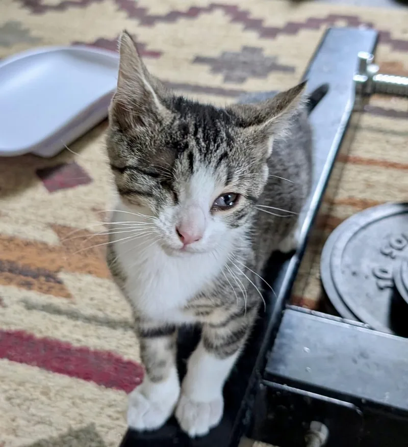 A baby small-sized male Tabby (Gray / Blue / Silver) Domestic Short Hair cat named Samsonite for adoption in Richmond, VA