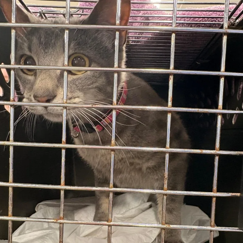 An adult medium-sized female Gray / Blue / Silver Domestic Short Hair cat named Olga for adoption in Newark, NJ